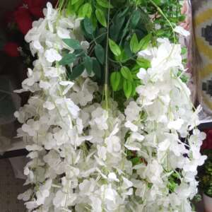 Wisteria hangings flowers